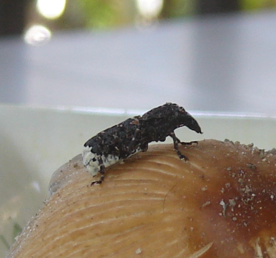Che cos''?!? Platyrhinus resinosus (Anthribidae)